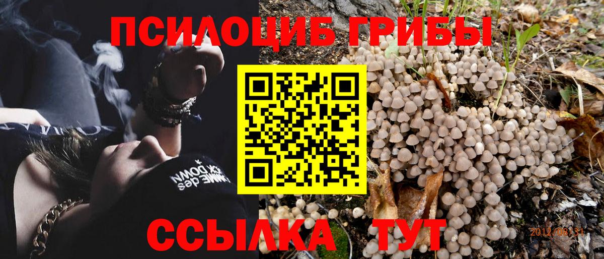 Галлюциногенные грибы Psilocybe Новосибирск